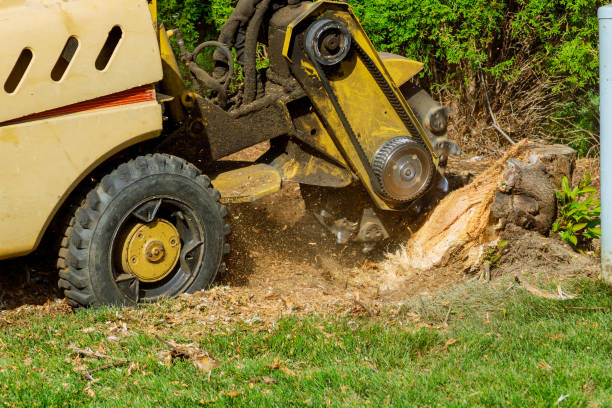 Trusted Attleboro, MA Tree Care Services Experts